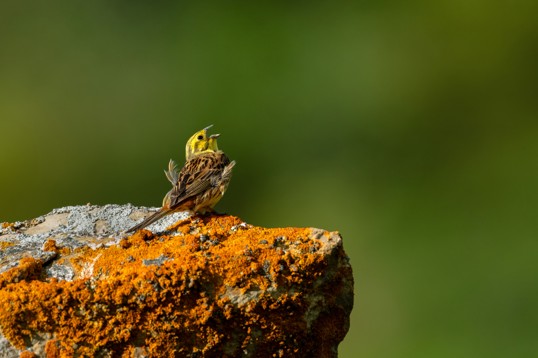 Wildlife reference by Giacomo De Franchis